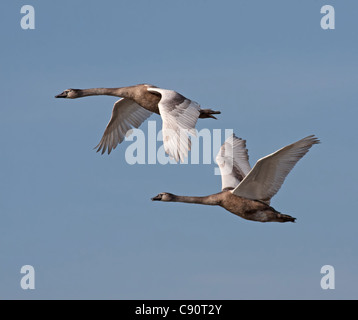 I capretti cigni in volo Foto Stock