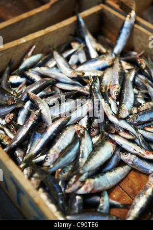 Appena catturati di sardine in una scatola di legno al mercato. Foto Stock