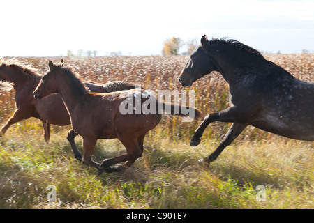 Selvaggi cavalli al galoppo, mid-west, Maxbass, Minot, il Dakota del Nord, Stati Uniti d'America, STATI UNITI D'AMERICA Foto Stock