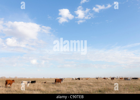 Vacche su pascoli, pascoli, tipo di vacca charolais, Maxbass, Minot, il Dakota del Nord, Stati Uniti d'America, STATI UNITI D'AMERICA Foto Stock