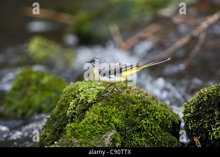 Gray Wagtail [Motacilla cinerea] - Lathkill Dale, Derbyshire, Inghilterra Foto Stock