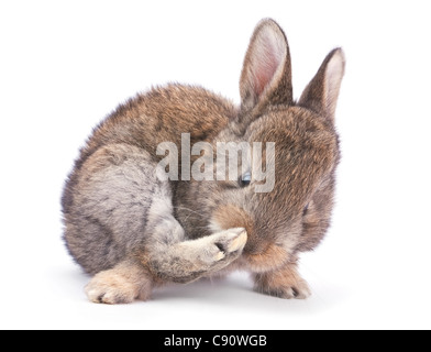 Baby coniglio animale da azienda closeup su sfondo bianco Foto Stock