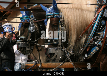 Cavalli partecipare alla cerimonia di apertura del festival della birra Oktoberfest a Monaco di Baviera, Germania. Foto Stock