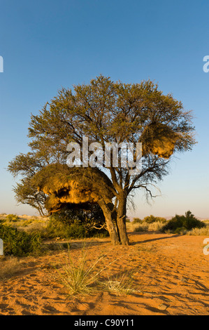 Socievole Weaver Philetairus socius nidi Koiimasis farm Tiras montagne della Namibia Foto Stock