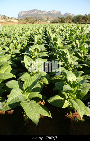 La piantagione di tabacco con la collina mogotes in background in Vinales Valley, Cuba. Foto Stock