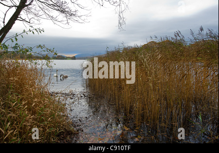 Acqua di Esthwaite nel Lake District nel Regno Unito. Foto Stock