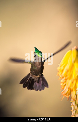 I Paesi Bassi, Oranjestad, Sint Eustatius Isola, olandese dei Caraibi. Antillean Crested Hummingbird. Maschio. Foto Stock