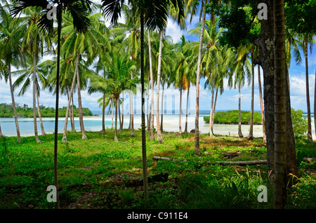 Il Palm Grove su Ppalm treeaniki Isola, Raja Ampat isole vicino Papua occidentale, in Indonesia nel triangolo di corallo, Oceano Pacifico. Foto Stock
