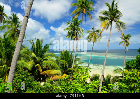 Alberi di palma tropicali sull isola Paniki Raja Ampat isole vicino Papua occidentale, in Indonesia nel triangolo di corallo, Oceano Pacifico. Foto Stock