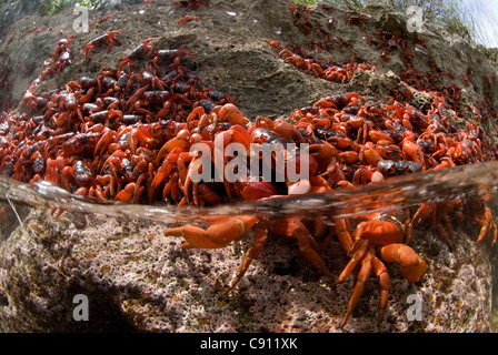 Cast di granchi rossi, Gecarcoidea natalis, aggrappate alle rocce, Isola di Natale, Australia, Oceano Indiano Foto Stock