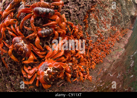 Cast di granchi rossi, Gecarcoidea natalis, aggrappate alle rocce, Isola di Natale, Australia, Oceano Indiano Foto Stock