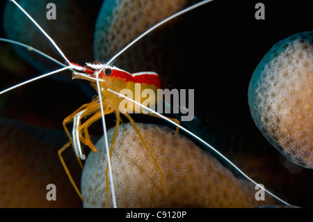 Hump-back Cleaner Shrimp, Lysmata amboinensis, sito di immersione Flying Fish Cove, Christmas Island, Australia, Oceano Indiano Foto Stock