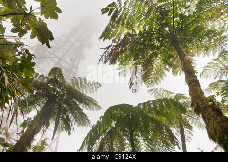 Paesi Bassi, isola di Saba, Caraibi olandesi. Mount Scenery National Park. Punto più alto nei Paesi Bassi. Torre di comunicazione (887 metri). Foto Stock