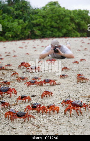 Uomo che fotografa cast di granchi rossi, Gecarcoidea natalis, Christmas Island, Australia, Oceano Indiano Foto Stock