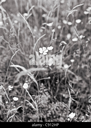 B&W in bianco e nero fiore fiori erbe di campo selvaggio foglie foglia Foto Stock