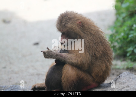 Hamadryas Baboon cercando le pulci in neonati capelli Foto Stock