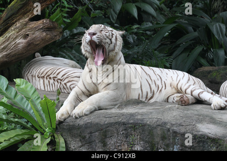 Bianco le tigri del Bengala che stabilisce, a bocca aperta gli occhi chiusi Foto Stock