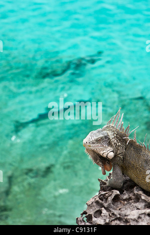 I Paesi Bassi, Bonaire Island, olandese dei Caraibi, Kralendijk, Verde ( Iguana Iguana iguana ). Foto Stock