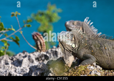 I Paesi Bassi, Bonaire Island, olandese dei Caraibi, Kralendijk, Verde ( Iguana Iguana iguana ). Foto Stock