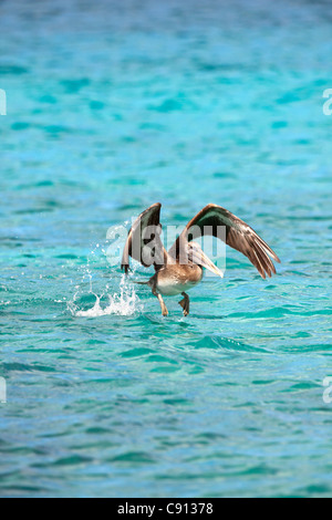 I Paesi Bassi, Bonaire Island, olandese dei Caraibi, Kralendijk, Marrone Pelican ( Pelecanus occidentalis ). Foto Stock