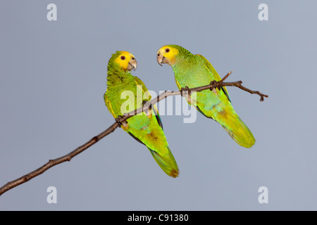 I Paesi Bassi, Bonaire Island, olandese dei Caraibi, Kralendijk, Coppia di piccoli pappagalli, cocorite. Foto Stock