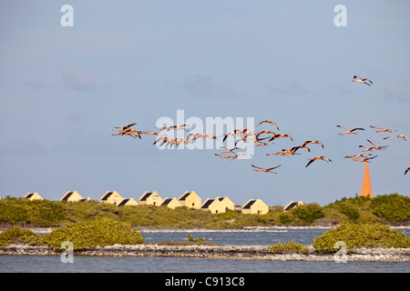 Netherland, Bonaire Island, olandese dei Caraibi, Kralendijk, maggiore fenicotteri (Phoenicopterus ruber) battenti davanti a capanne di slave. Foto Stock