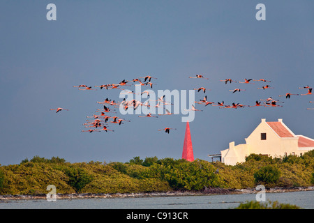 Netherland, Bonaire Island, olandese dei Caraibi, Kralendijk, maggiore fenicotteri (Phoenicopterus ruber) volando sopra la casa di slave. Foto Stock