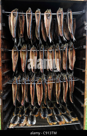 Arbroath Smokies, eglefino affumicato con legno di essere preparati in modo tradizionale. Foto Stock