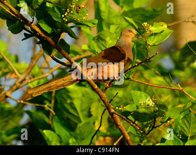 Dovesitting sul ramo, Kri island, Raja Ampat isole della Papua occidentale nell'Oceano Pacifico, Indonesia. Foto Stock