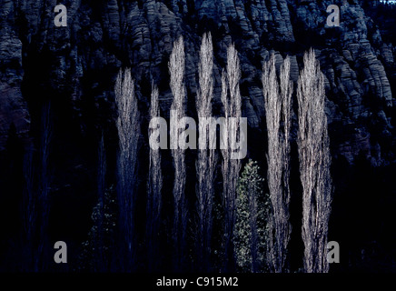 Una fila di alberi di pioppo in Oak Creek Canyon vicino a Sedona, in Arizona, illuminato con argento nel tardo pomeriggio la luce. Foto Stock