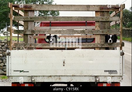 Collies fare meravigliosi cani di lavoro e può essere addestrato per allevamento animali, in particolare di ovini sulla collina delle fattorie del Cumbria. Foto Stock