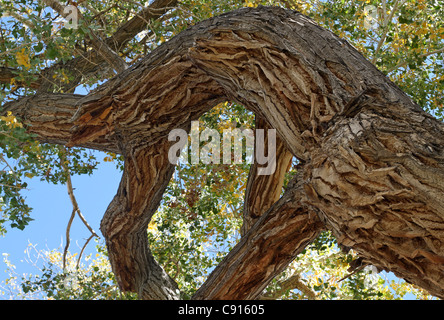 Close up della sorprendente solcato corteccia di un antico albero di pioppi neri americani in autunno con le foglie appena iniziano a girare. Foto Stock