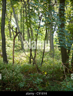 Prospect Park di Brooklyn offre un santuario naturale dalla frenetica vita quotidiana con i suoi numerosi spazi aperti di alberi e laghi. Data Foto Stock