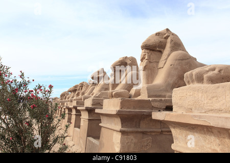 Tempio di Karnak è un immenso tempio pharonic e open-air museum e il più grande sito religioso antico nel mondo. Il viale di Foto Stock