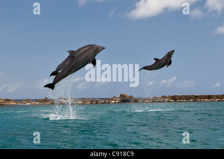 Curacao, isola dei Caraibi, indipendente dai Paesi Bassi a partire dal 2010. Willemstad. Acquario marino. Spettacolo di Delfini. Foto Stock