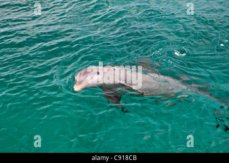 Curacao, isola dei Caraibi, indipendente dai Paesi Bassi a partire dal 2010. Willemstad. Acquario marino. Dolphin. Foto Stock