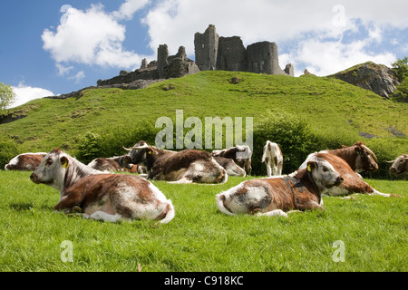 Allevamenti di Durham long-cornuto bovini sono tenute in Montagna Nera in campi che circondano il Carreg Cennen castle. Foto Stock