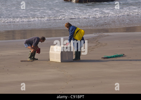 Whitesands Bay è una destinazione surf in Galles. Il nome gallese per la spiaggia è Porth Mawr. A volte piccoli cuccioli di foca sono Foto Stock