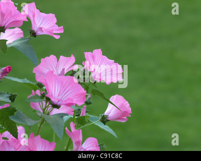 Le malve / Lavatera trimestris / Sorte Silver Cup / Bechermalven Foto Stock