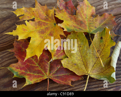 Maple fogliame di autunno su una scheda di antiquariato / Ahorn Herbstblätter auf einem antiken Brett Foto Stock
