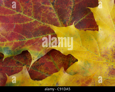 Maple fogliame di autunno / Ahorn Herbstblätter Foto Stock