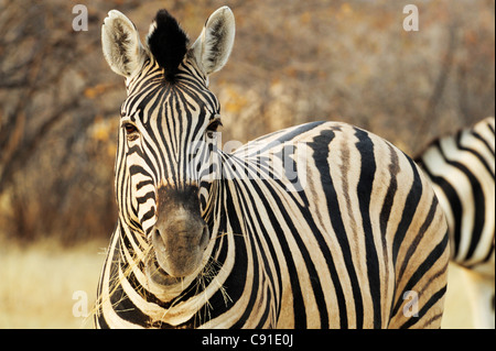 Zebra mangiare erba, pianure zebra, Equus burchelli, il Parco Nazionale di Etosha, Namibia Foto Stock