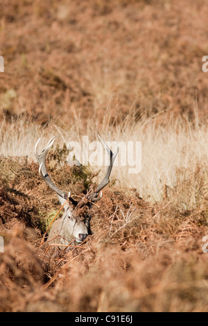 Red Deer stag, Curvus elaphus, Richmond Park, autunno/caduta, Surrey, England, Regno Unito