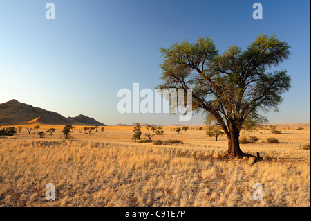 Camel-thorn tree a Savannah, Acacia erioloba vicino Namib Naucluft National Park, Namib Desert, Namibia Foto Stock