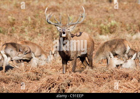 Red Deer stag ruggente/muggito durante il solco, Curvus elaphus, Richmond Park, autunno/caduta, Surrey, England, Regno Unito Red Deer stag ruggente/muggito durante il solco, Curvus elaphus, Richmond Park, autunno/caduta, Surrey, England, Regno Unito