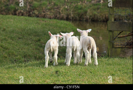 Tre piccoli agnelli in un prato Foto Stock