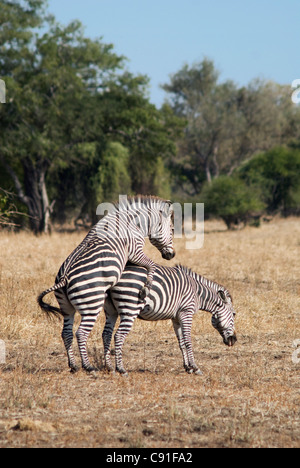 Burchill's zebre vagare attraverso il South Luangwa National Park. Foto Stock