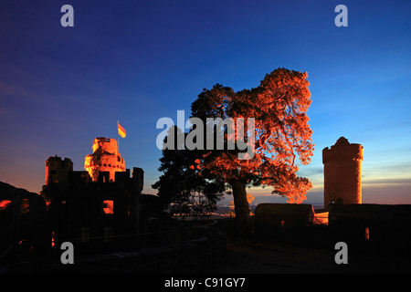 250 anni vecchio pino in corrispondenza delle pareti degli illuminati Auerbach Castello, vicino a Bensheim, Hessische Bergstrasse, Hesse, Germania Foto Stock