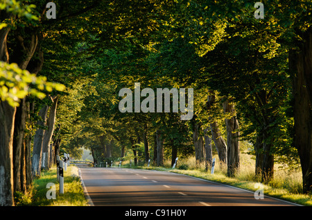 Avenue, Putbus, Ruegen, Meclemburgo-Pomerania Occidentale, Germania, Europa Foto Stock