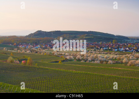 La fioritura dei ciliegi e vigneti a Sasbach, Kaiserstuhl, Baden-Wuerttemberg, Germania, Europa Foto Stock